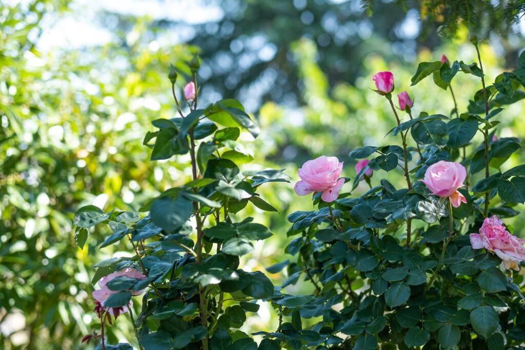 Bois Et Chiffons Famille Et Confort Siorac-en-Périgord Exteriör bild